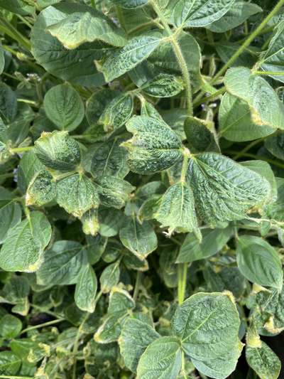 Soybean leaves