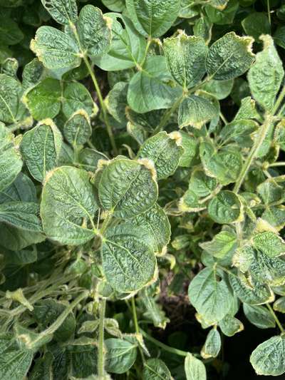 Soybean leaves