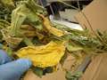 Yellow and dry soybean leaf