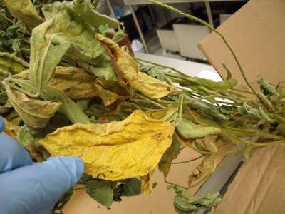 Yellow and dry soybean leaf