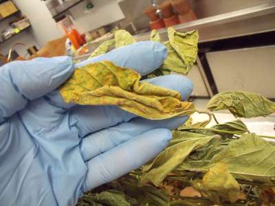 Yellow and dry soybean leaf