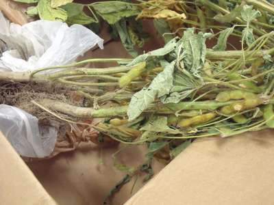 Soybean stem with a dry section