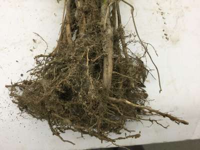 Soybean roots