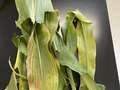 Corn leaves with yellow and gray streaks