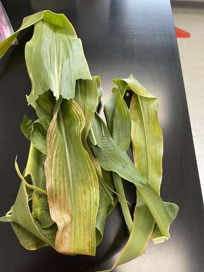 Corn leaves with yellow and gray streaks