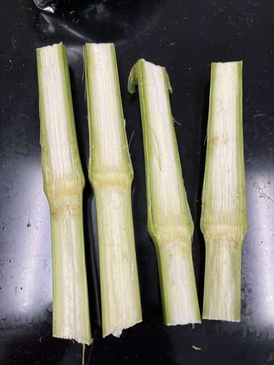 Split corn stalk