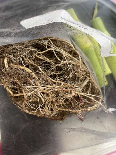 Corn roots