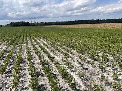Soybean field
