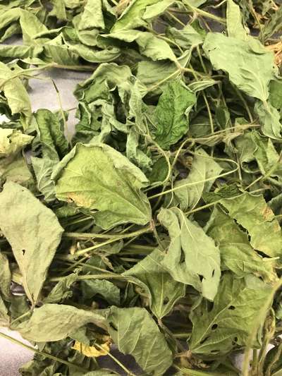 Soybean leaves