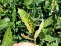 Soybean leaves