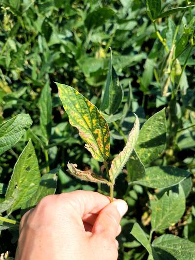 Soybean leaves