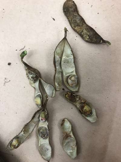 Soybean pods