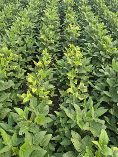 Soybean field affected by potassium deficiency