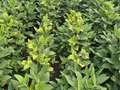 Soybean field affected by potassium deficiency