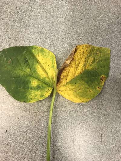 Soybean leaves