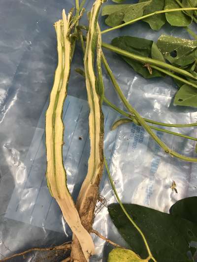 Soybean stems