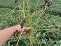 Broad photo of two whole soybean plants showing wilting, discoloration, and white hyphae
