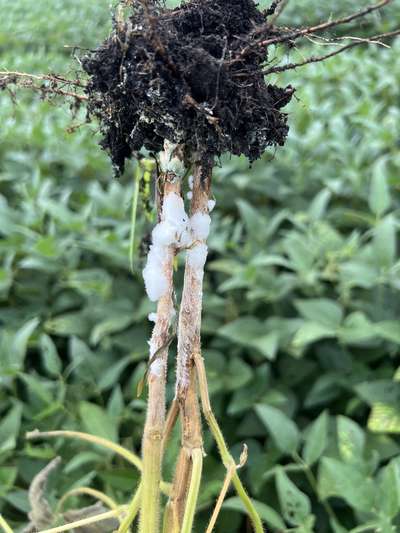 Up-close photo of soybean root system and stem showing white hyphae