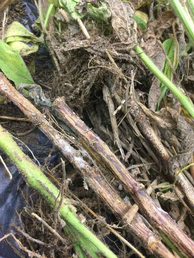 Soybean stems