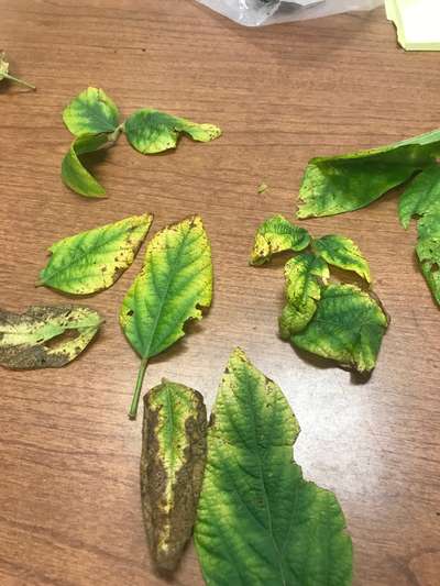 Soybean leafs