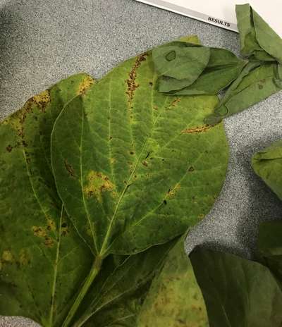Soybean leafs