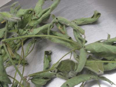Soybean sample as it was received by clinic