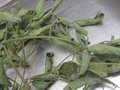 Soybean sample as it was received by clinic