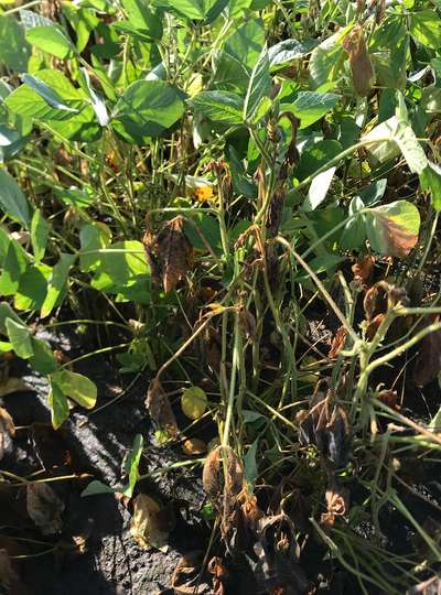Soybean plant