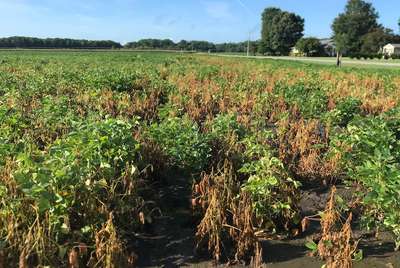 Soybean field