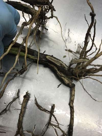Soybean stems