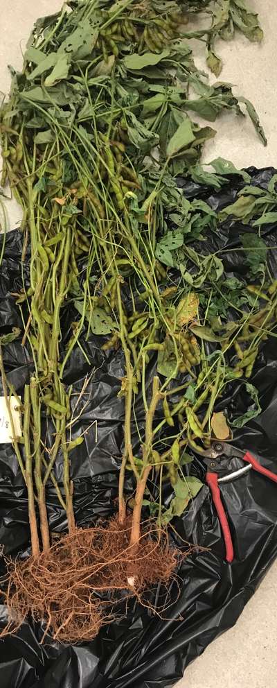 Soybean plant
