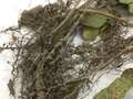 Close-up photo of soybean stubby roots