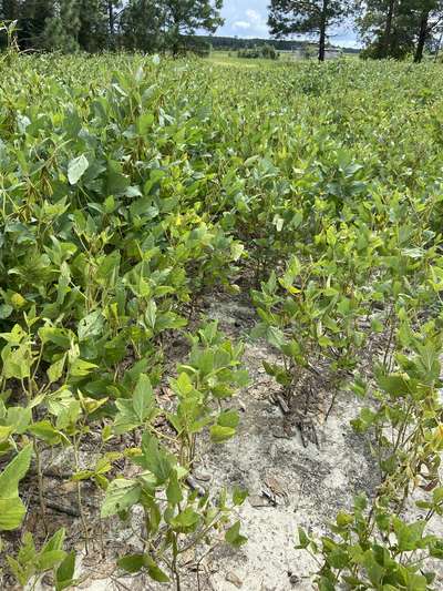 soybean field affected