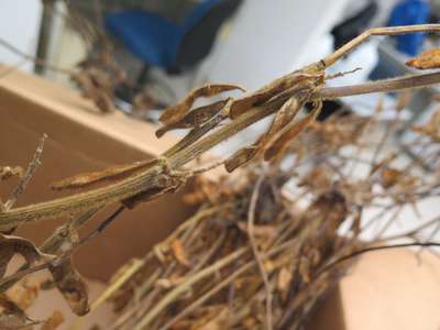 Soybean stem