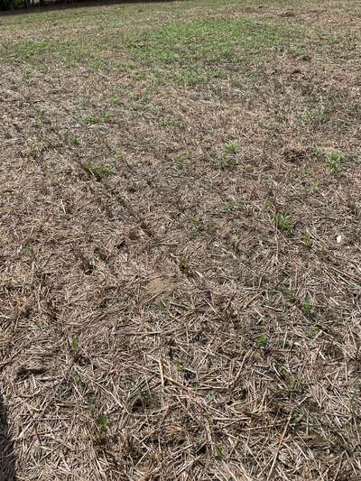 Broad photo of soybean field showing eaten off plants
