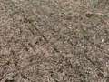 Broad photo of soybean field showing eaten off plants