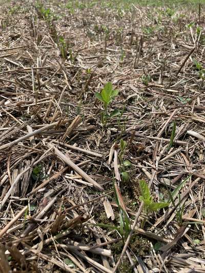 Close-up photo of multiple soybean plants with stems eaten off