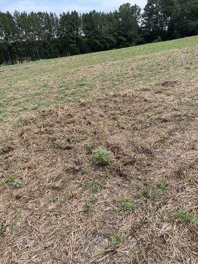 Broad photo of eaten off soybean plants and hog rooting