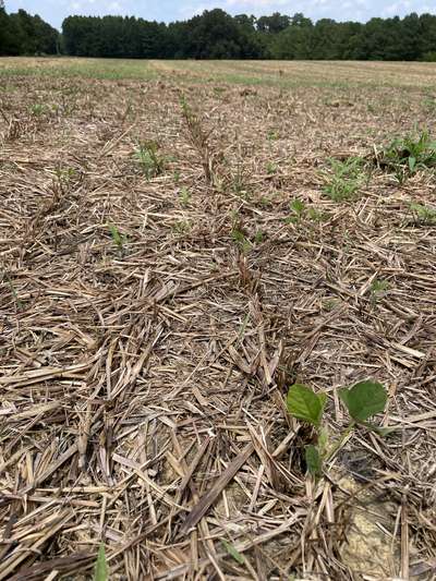 Close-up photo of soybean plants eaten below cotyledonary node.