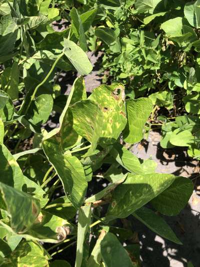 Soybean leaves