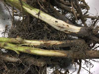 Soybean stems