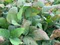 Up-close photo of multiple soybean leaves with a bronzing leaf discoloration