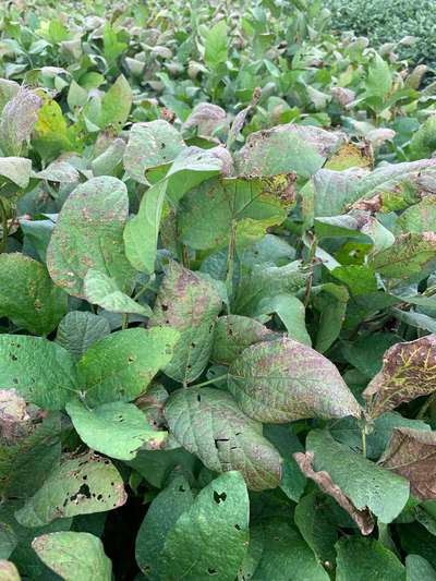 Up-close photo of multiple soybean leaves with a bronzing leaf discoloration