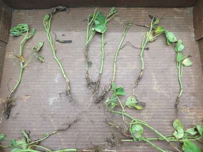 Soybean stems