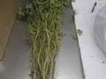 Soybean sample as it was received by clinic