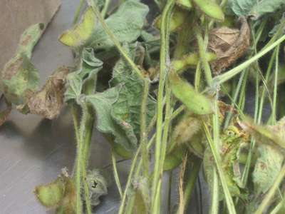 Soybean close-up