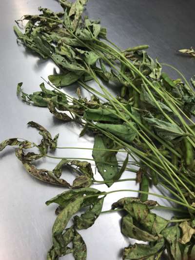 Soybean plant