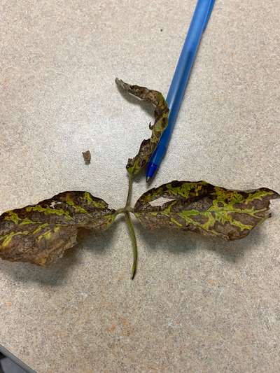 Soybean leaves