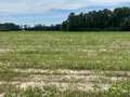 Soybean field