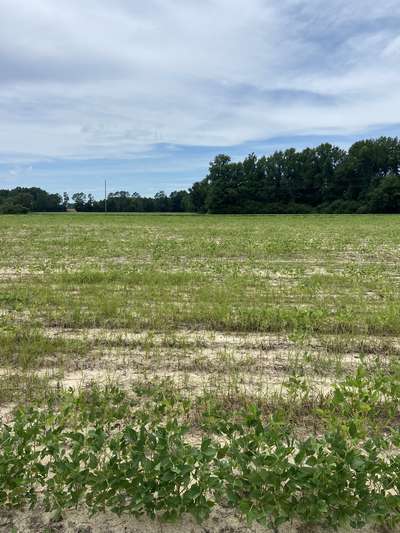 Soybean field
